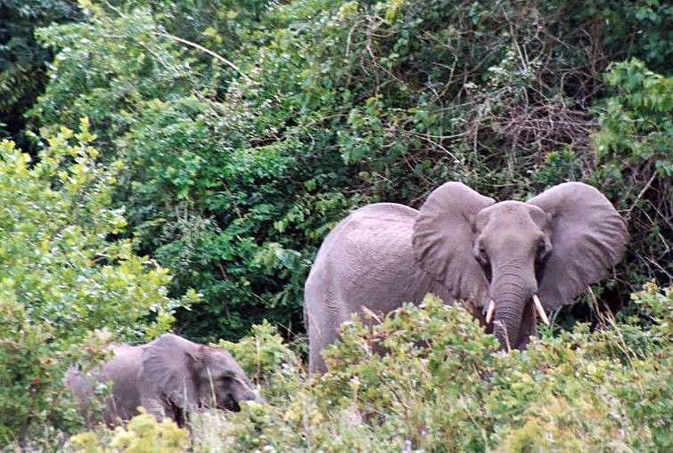 Elephants in the green landscape of Shimba Hills