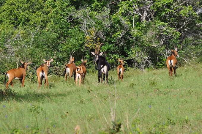 Sable antelope experience in Shimba Hills